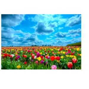 Tulpenveld