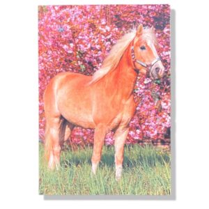 Paard / Pony