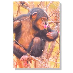Chimpansee