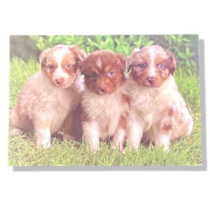 Honden Puppies