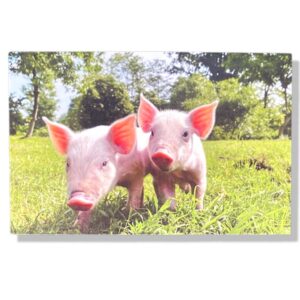 Varkens