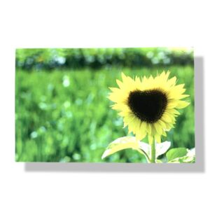 blanco wenskaart bloemen
