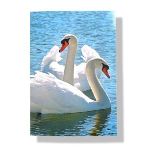 blanco wenskaart dieren