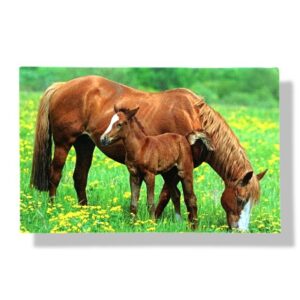 blanco wenskaart dieren paarden