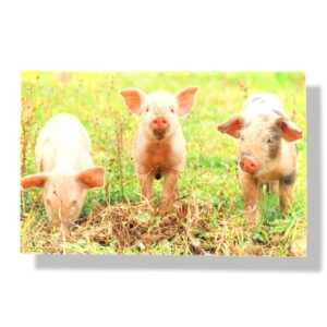blanco wenskaart dieren varkentjes