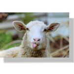 blanco wenskaart dieren schaap