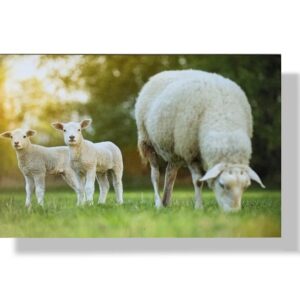 blanco wenskaart schapen