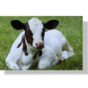 blanco wenskaart koe