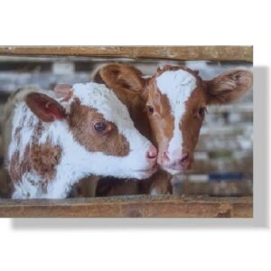 blanco wenskaart dieren kalfjes