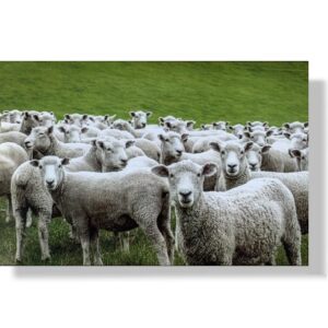 blanco wenskaart kudde schapen