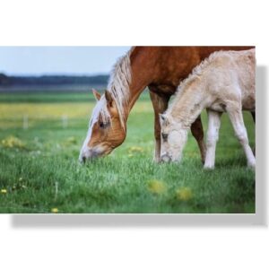 blanco wenskaart paard en pony