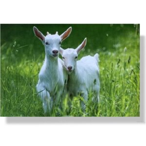 blanco wenskaart geitjes
